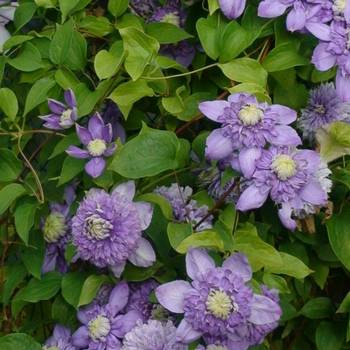 Клематис ‘Blue Light’ (Clematis ‘Blue Light’)